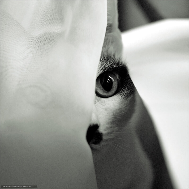 cat peeking from behind fabric