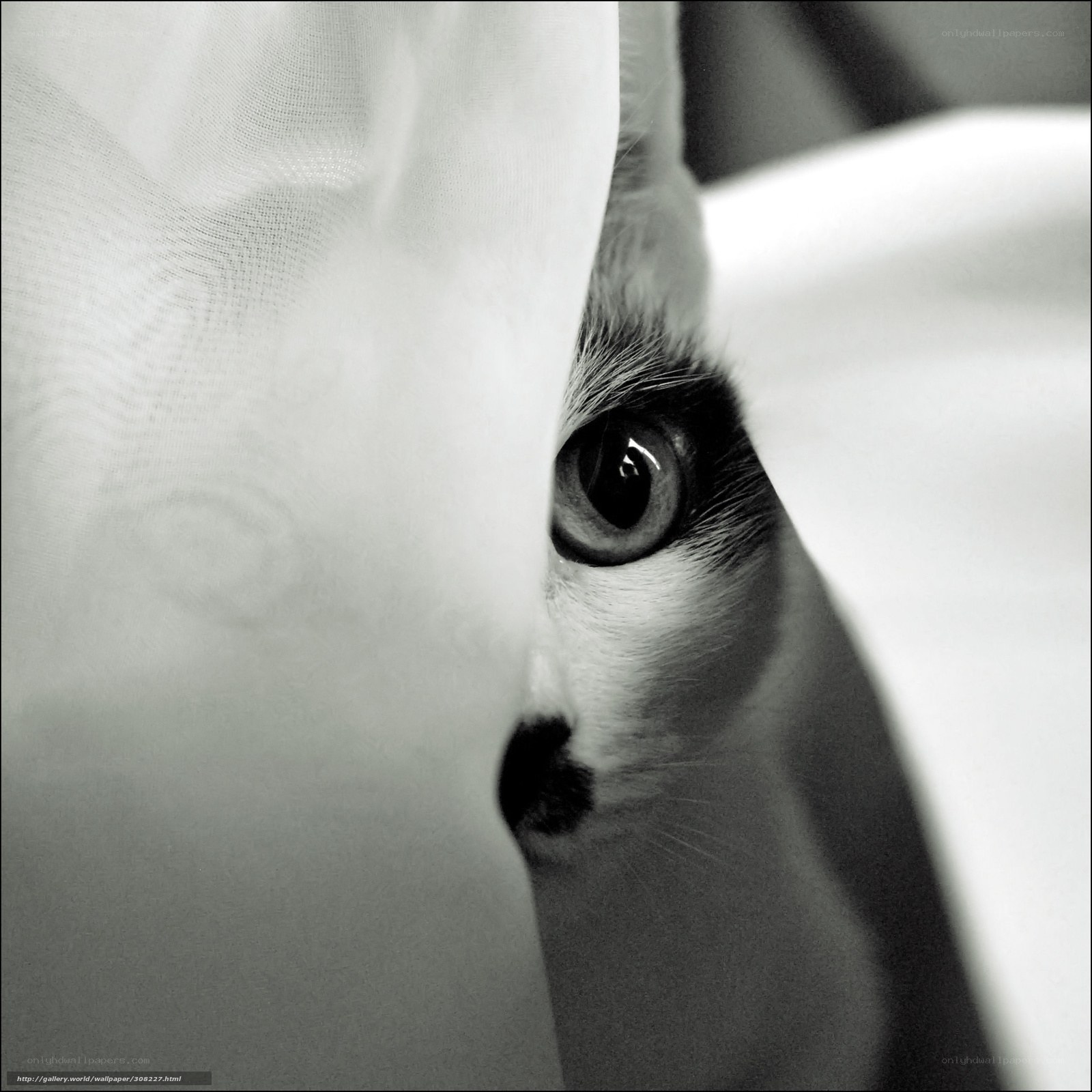 cat peeking from behind fabric