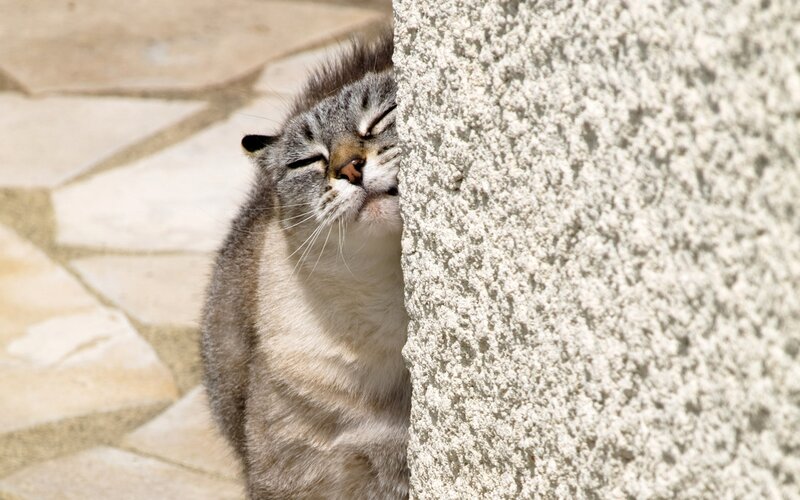 cat peeking from behind wall