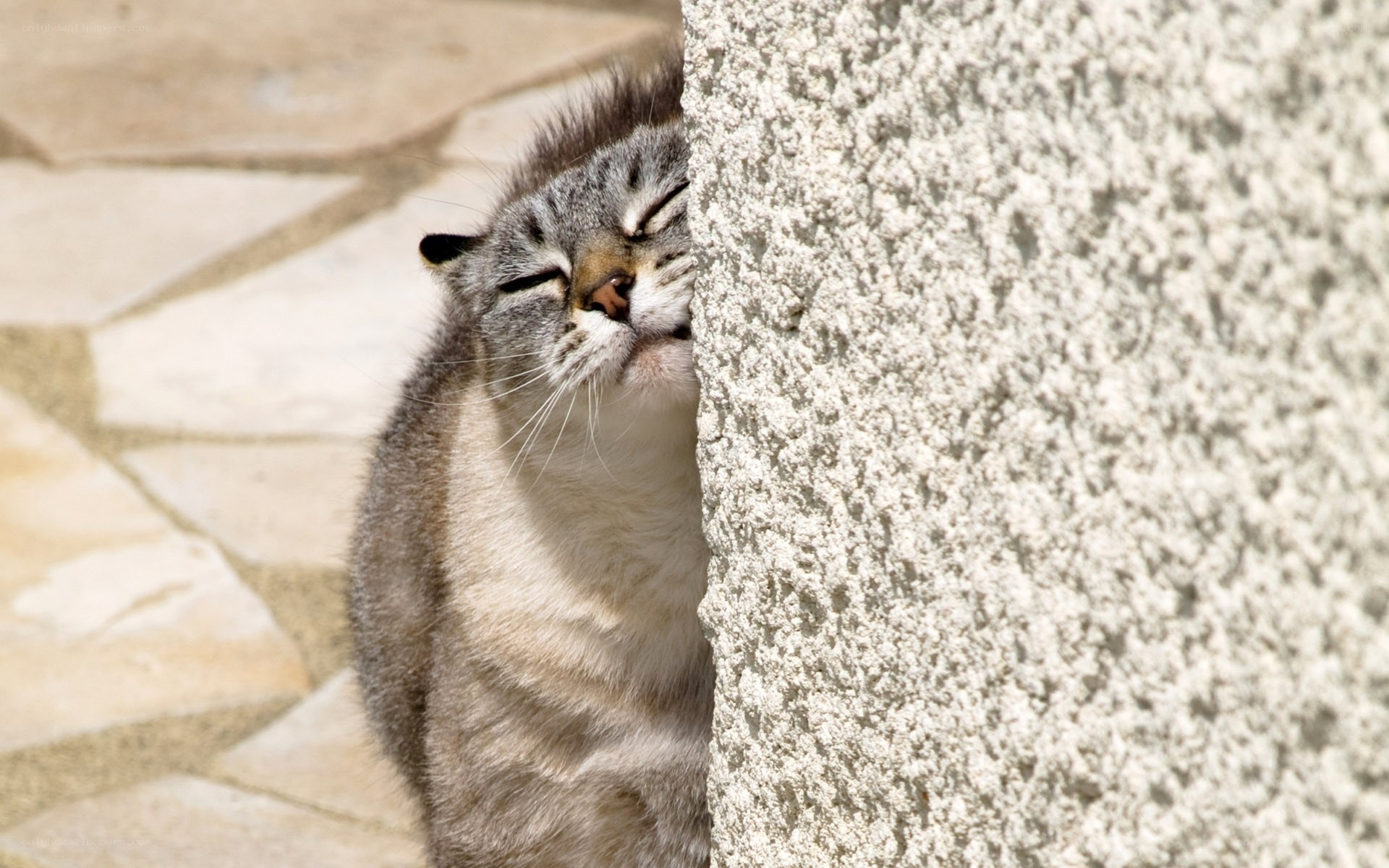 cat peeking from behind wall
