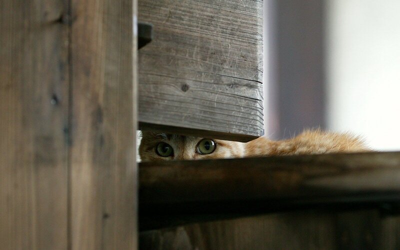 cat peeking from behind wood