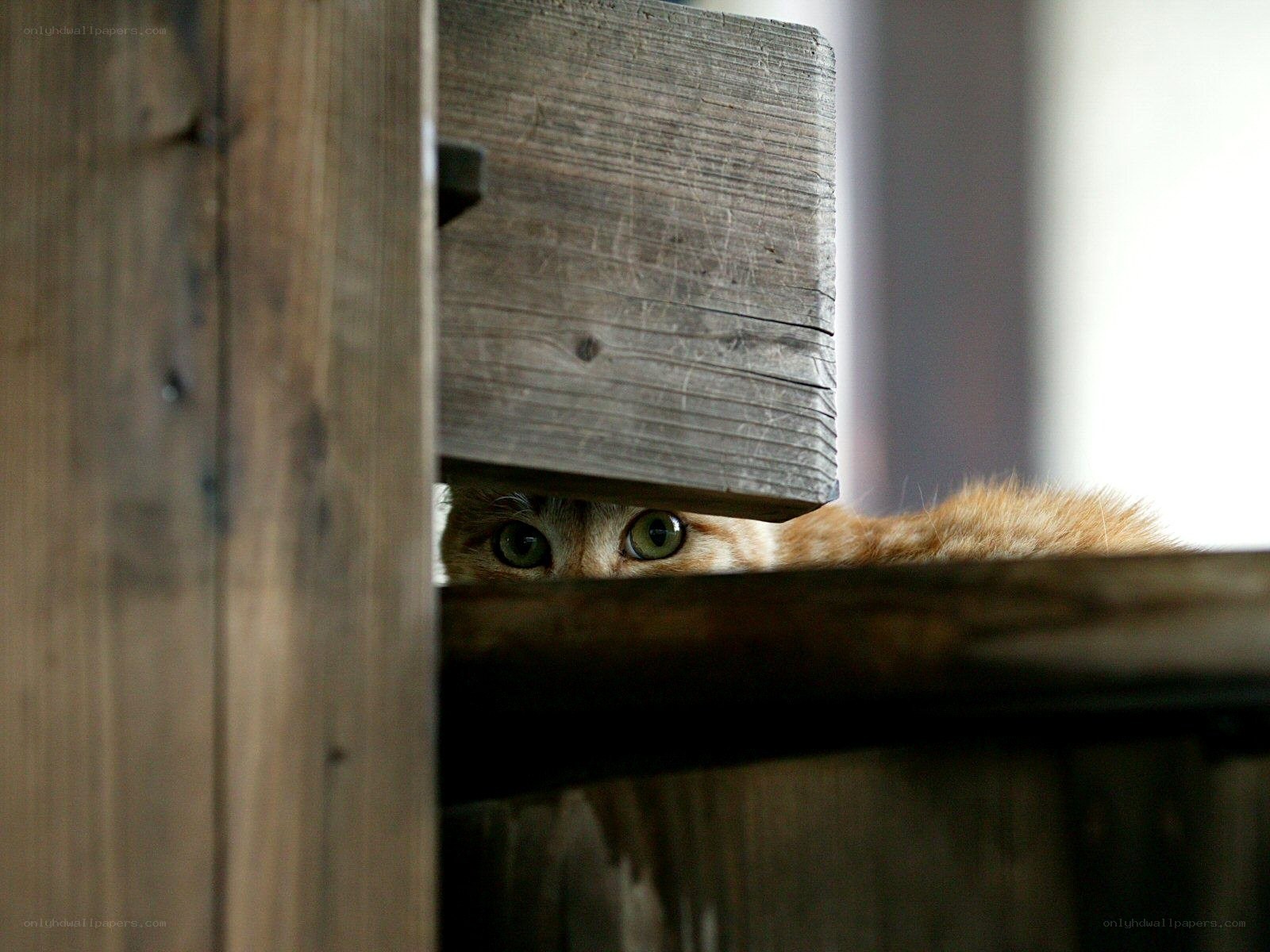 cat peeking from behind wood