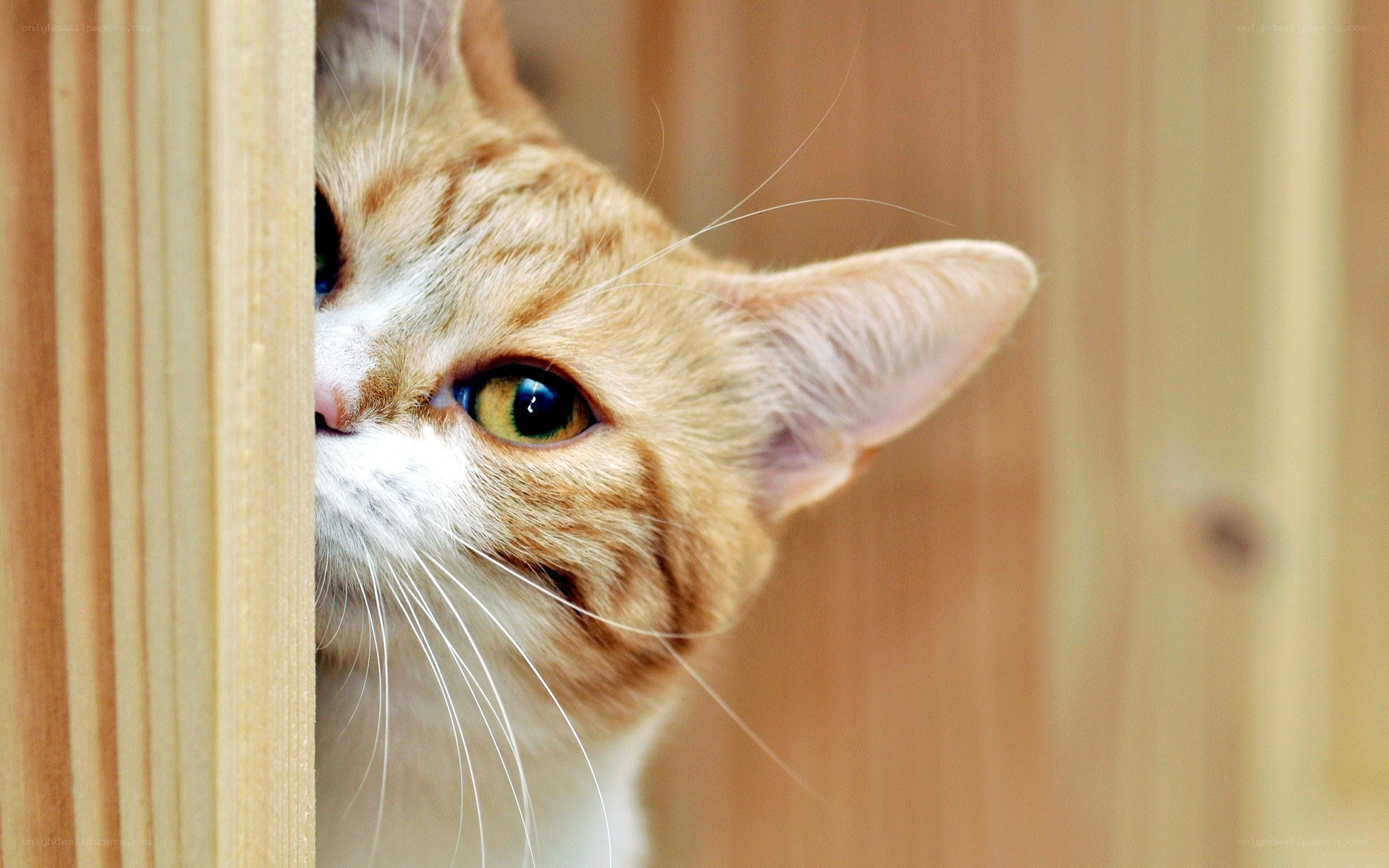 cat peeking from behind wood