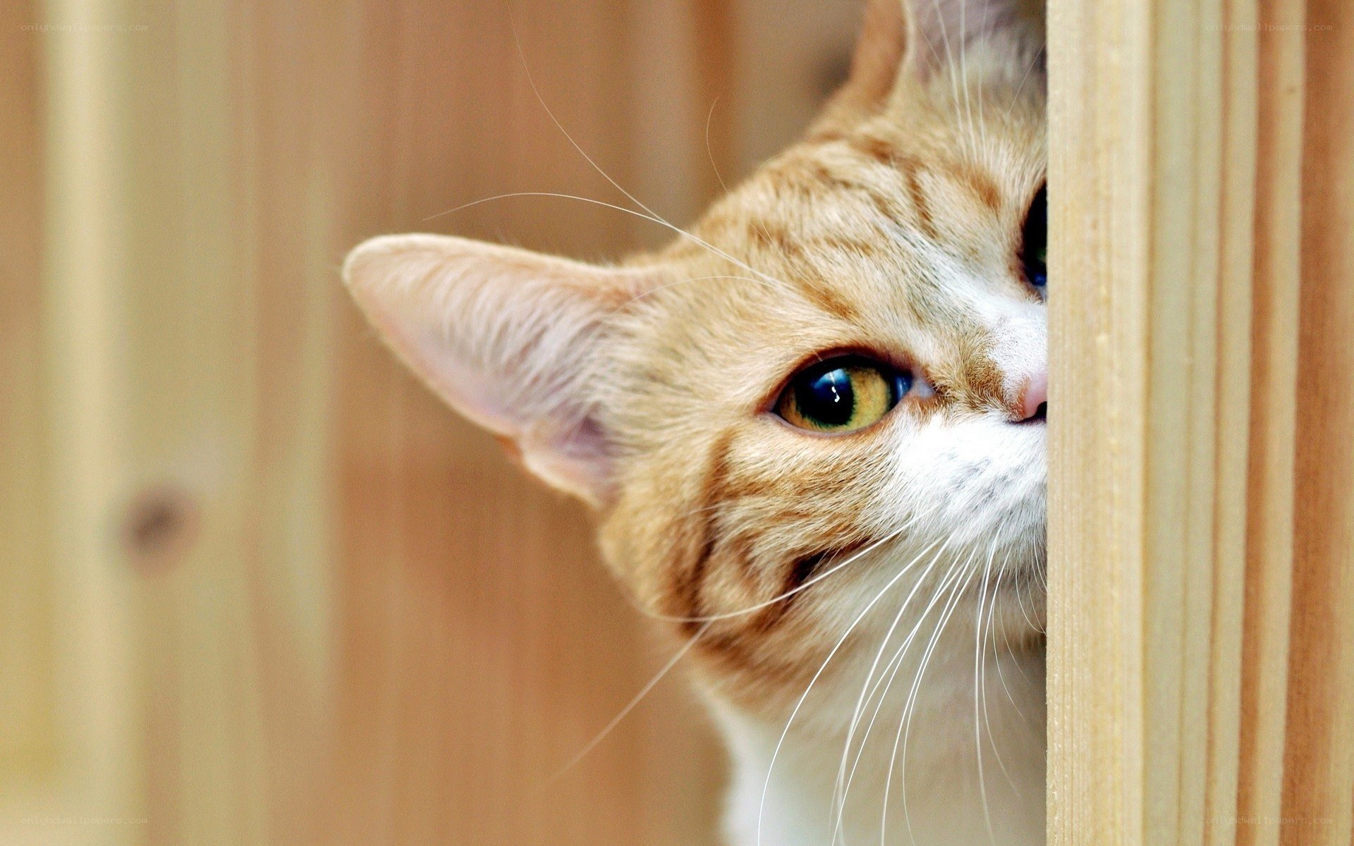 cat peeking from behind wood