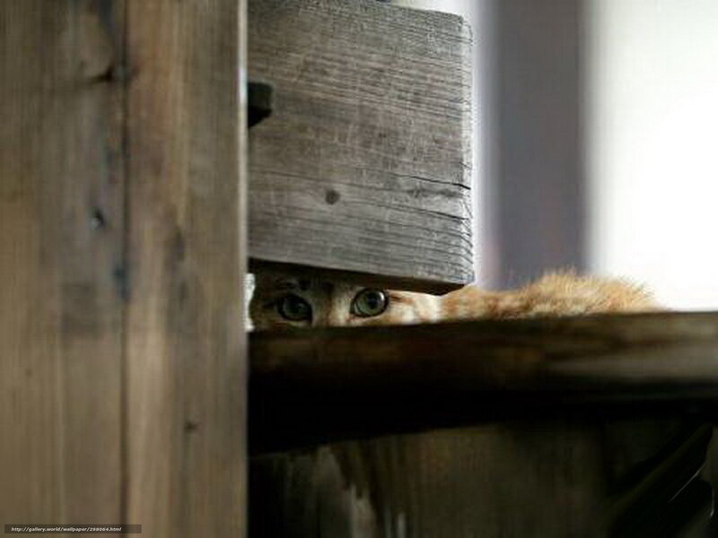 Cat Peeking from Behind Wood — Brown