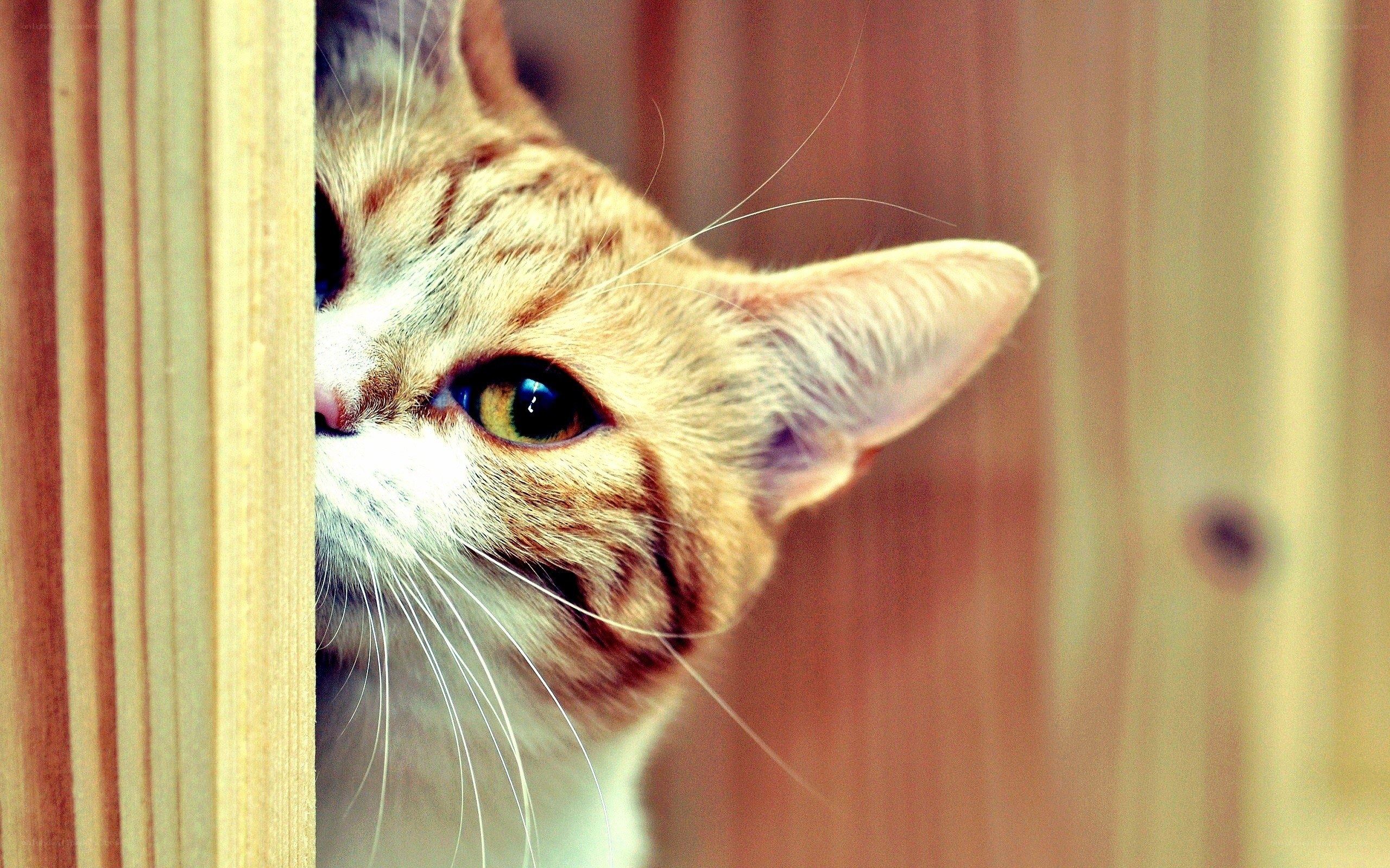cat peeking from behind wood