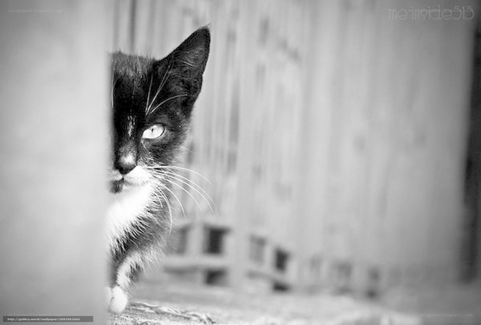 cat peeking from behind