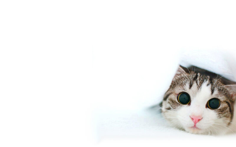 cat peeking from blanket