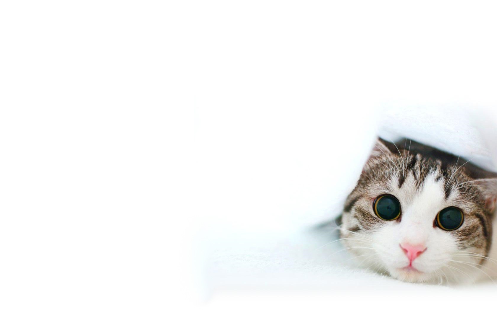 cat peeking from blanket