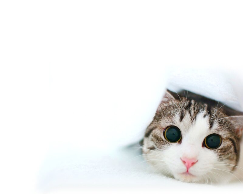 cat peeking from blanket