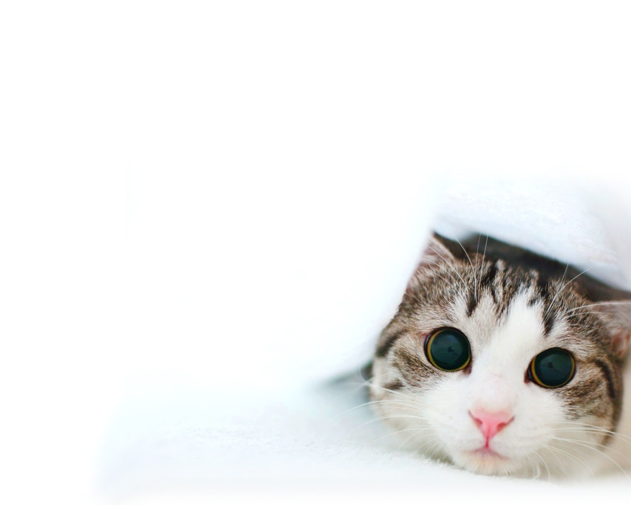 cat peeking from blanket