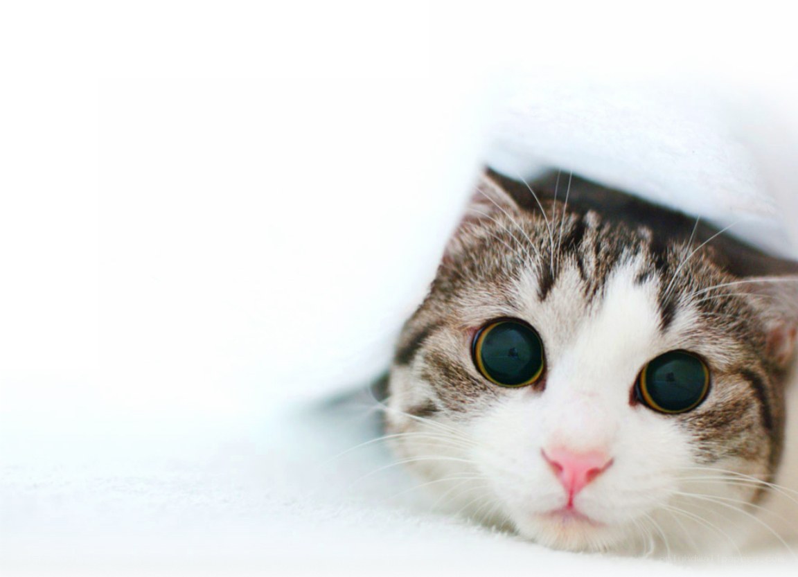 cat peeking from blanket