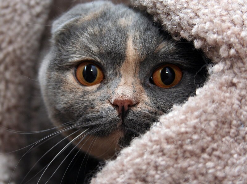 cat peeking from blanket