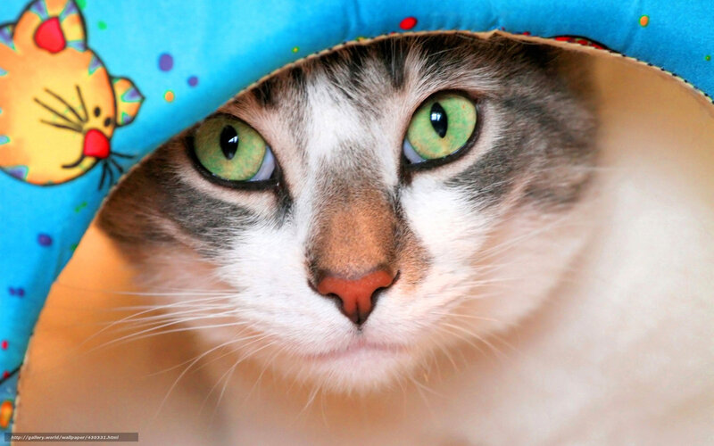 cat peeking from blue tunnel