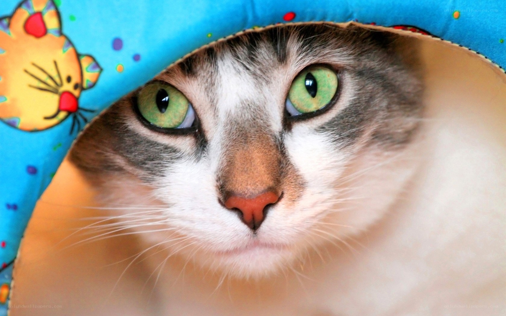 cat peeking from blue tunnel