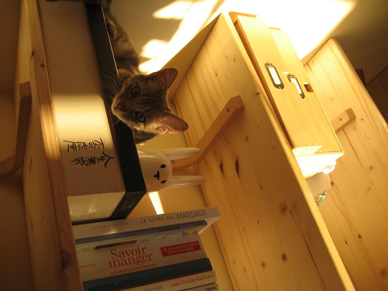 cat peeking from bookshelf