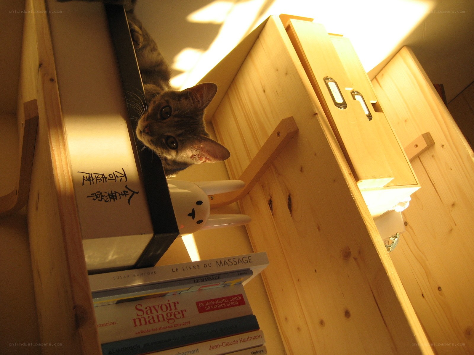 cat peeking from bookshelf