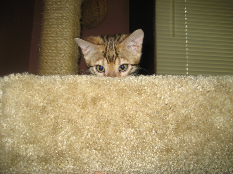 cat peeking from cat tree