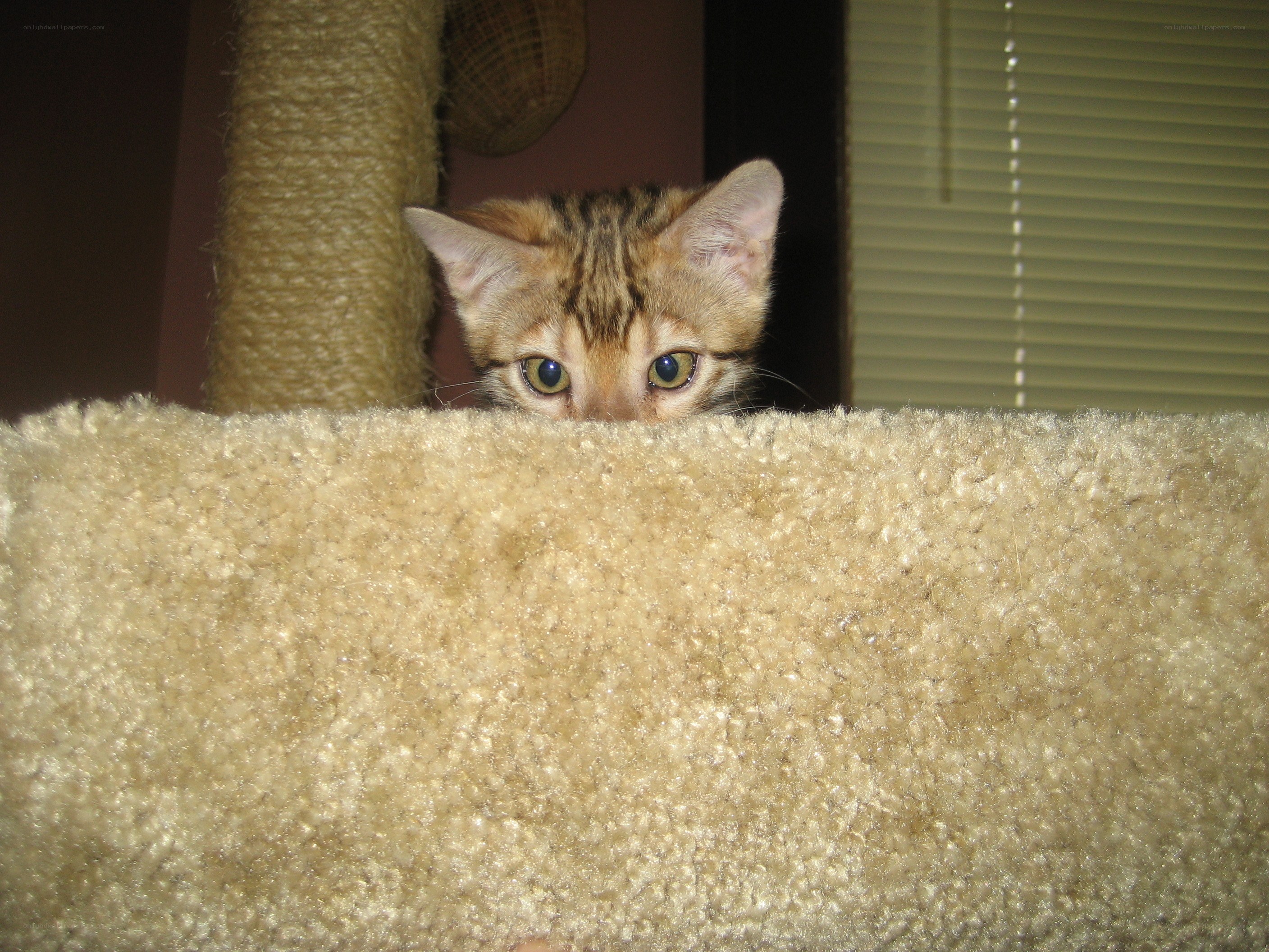 cat peeking from cat tree