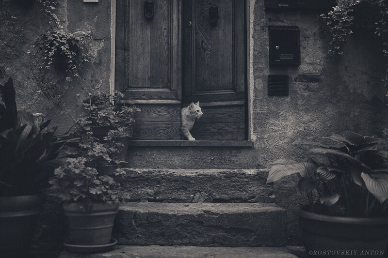 Cat Peeking from Doorway
