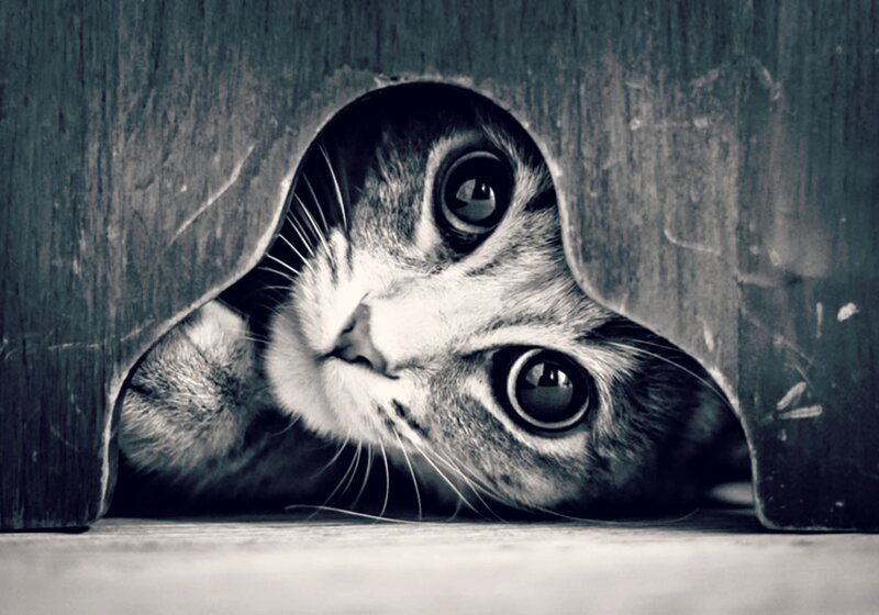 Cat Peeking from Hole