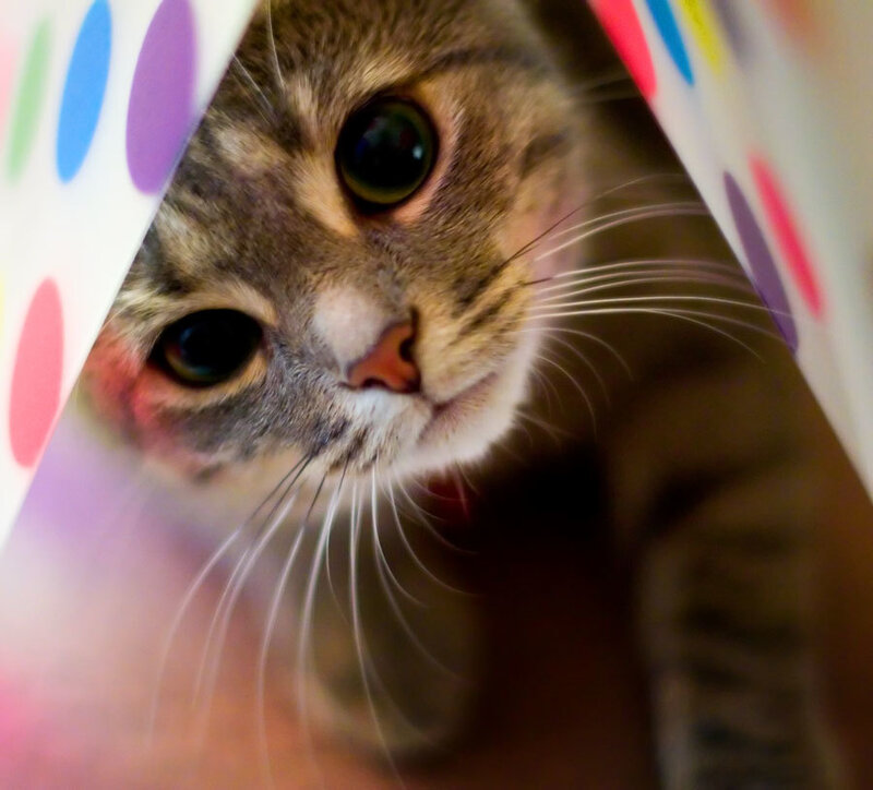 cat peeking from polka dot paper