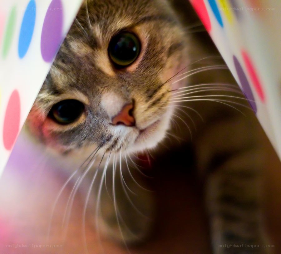 cat peeking from polka dot paper
