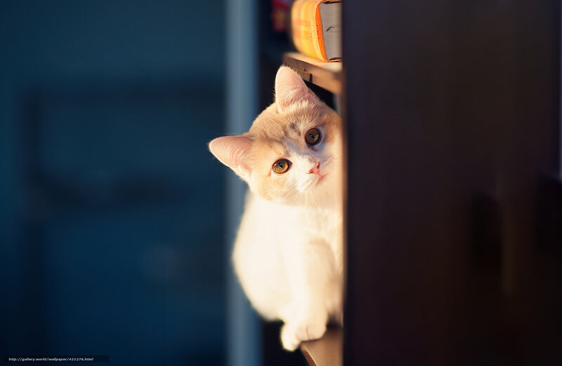 cat peeking from shelf