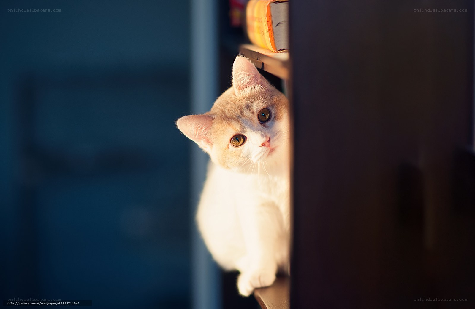 cat peeking from shelf
