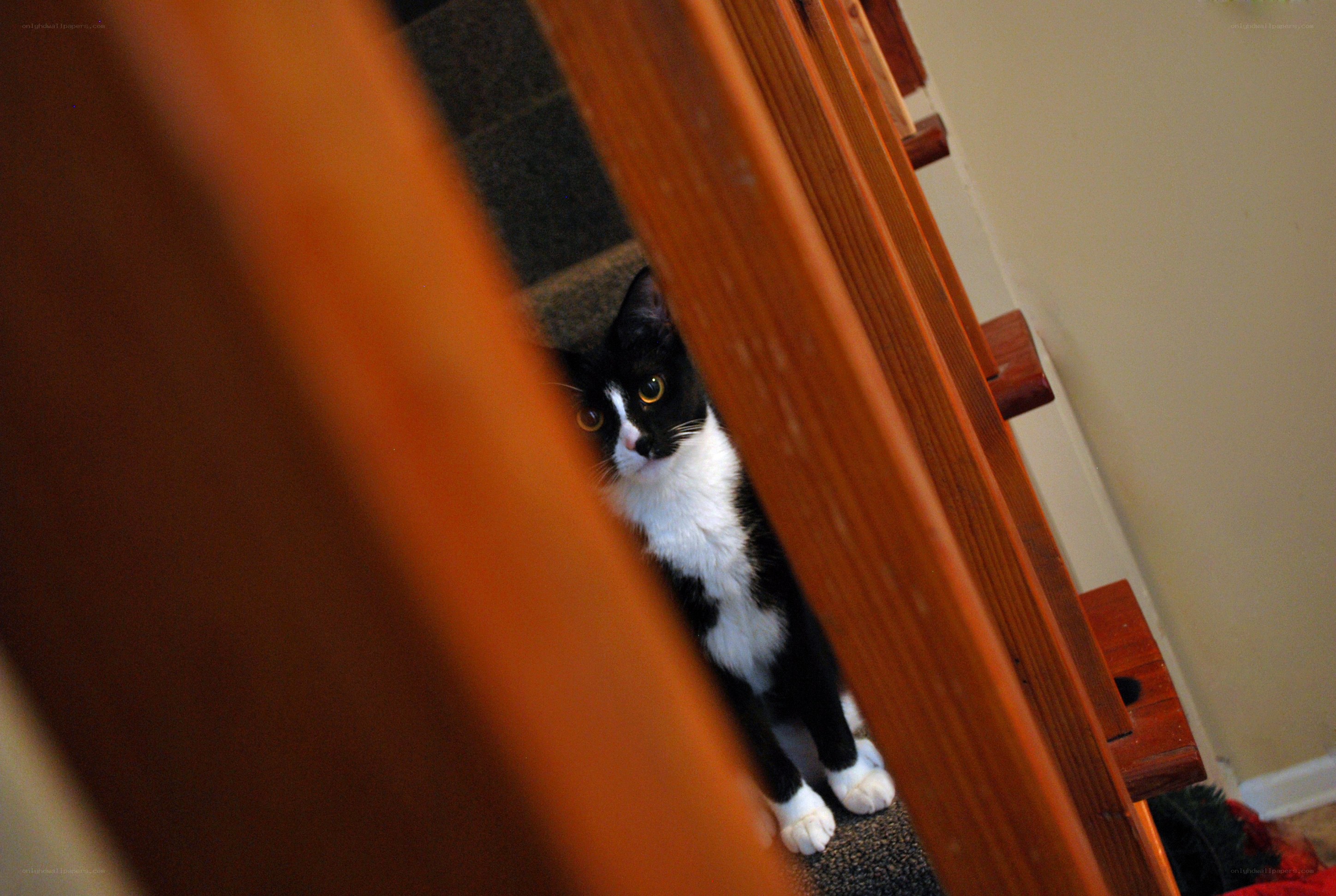 cat peeking from stairs