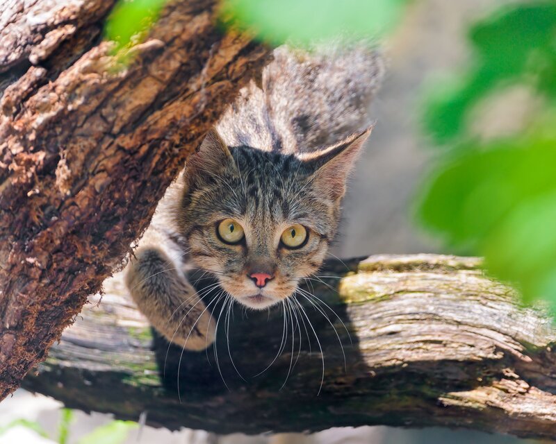 cat peeking from tree branch