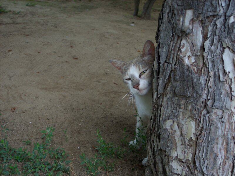 Cat Peeking from Tree