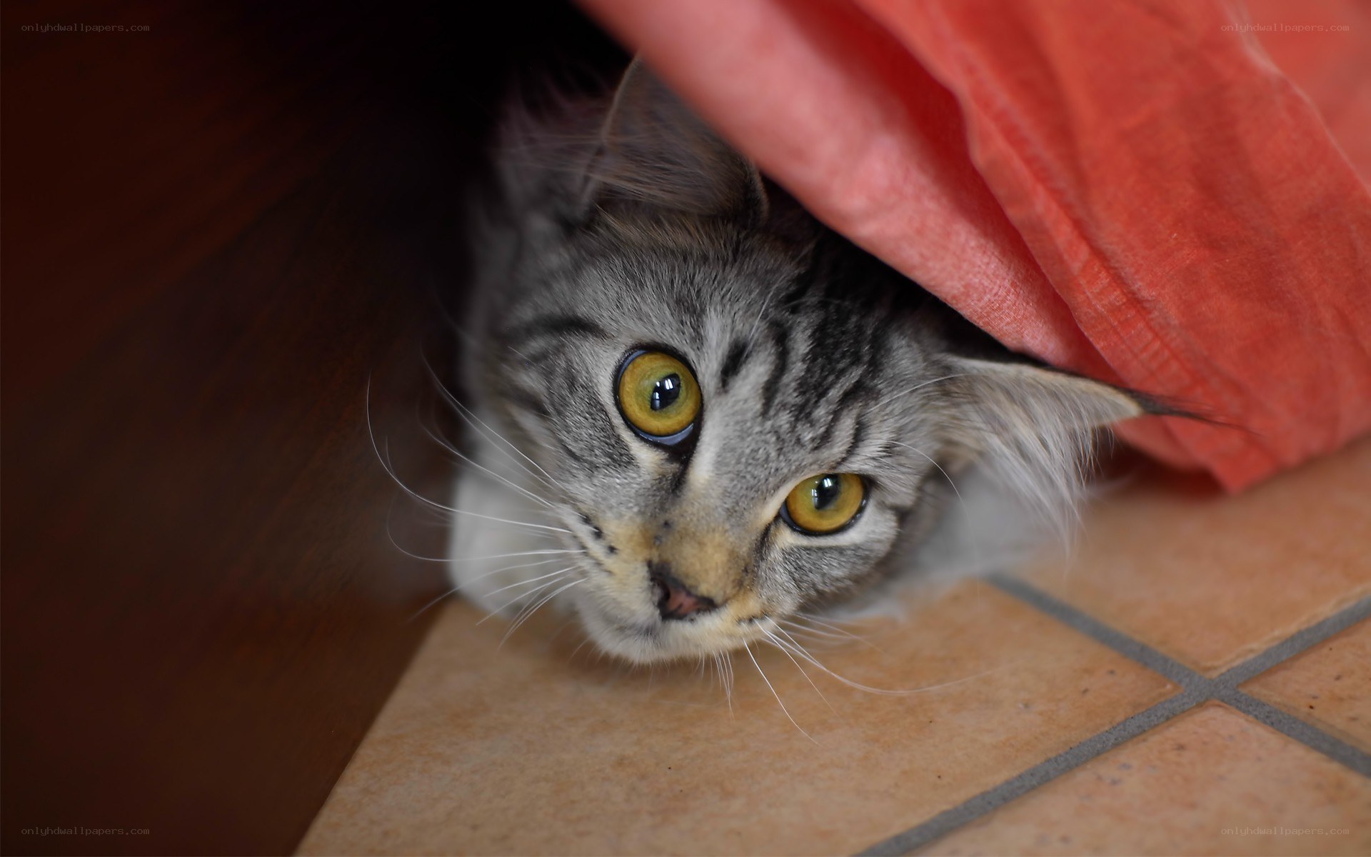 cat peeking from under a blanket