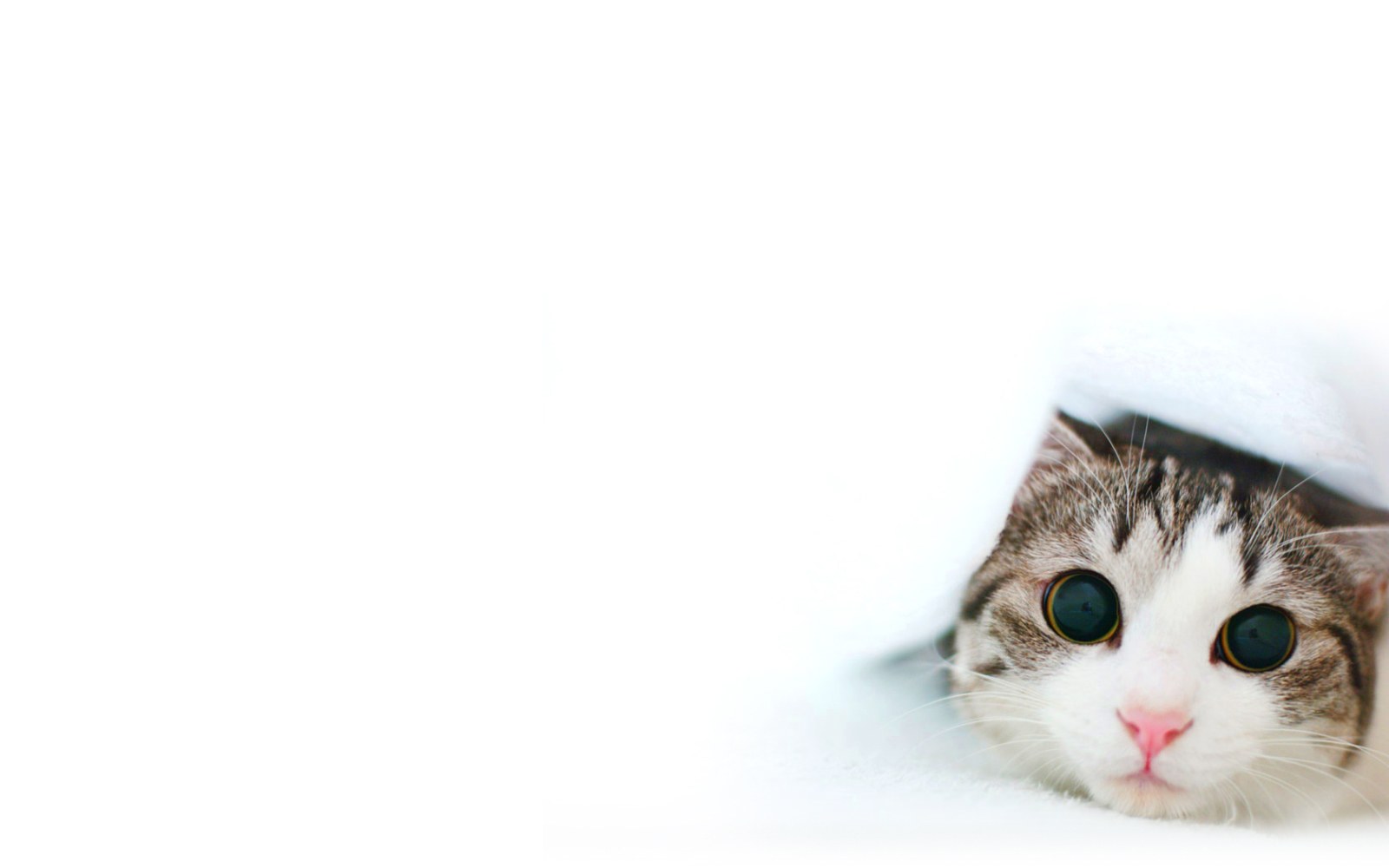 cat peeking from under blanket