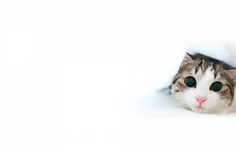 cat peeking from under blanket