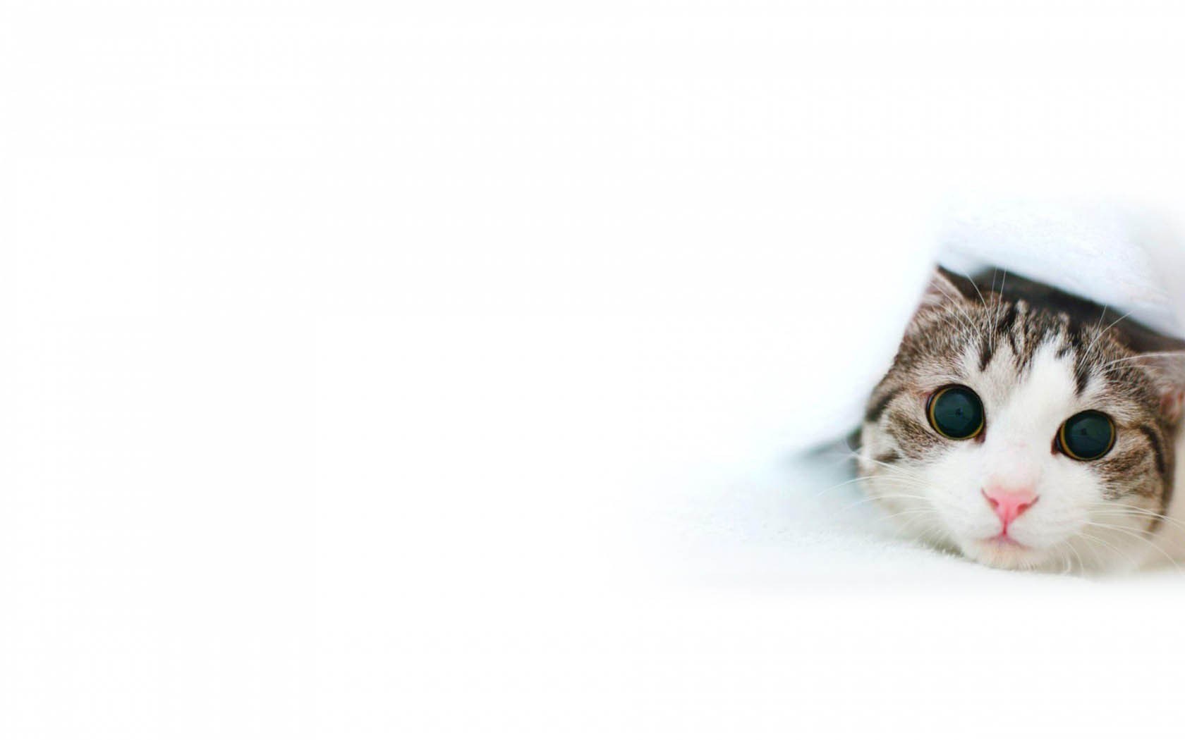 cat peeking from under blanket