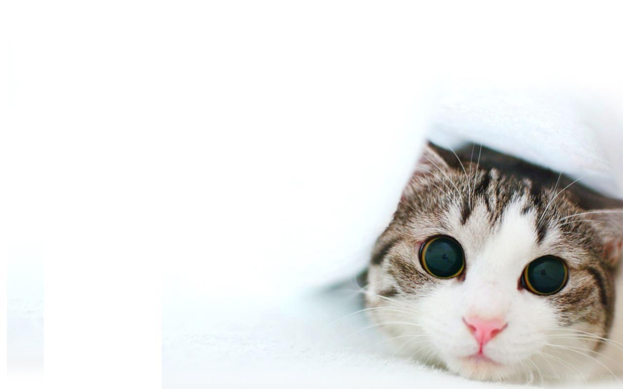 cat peeking from under blanket