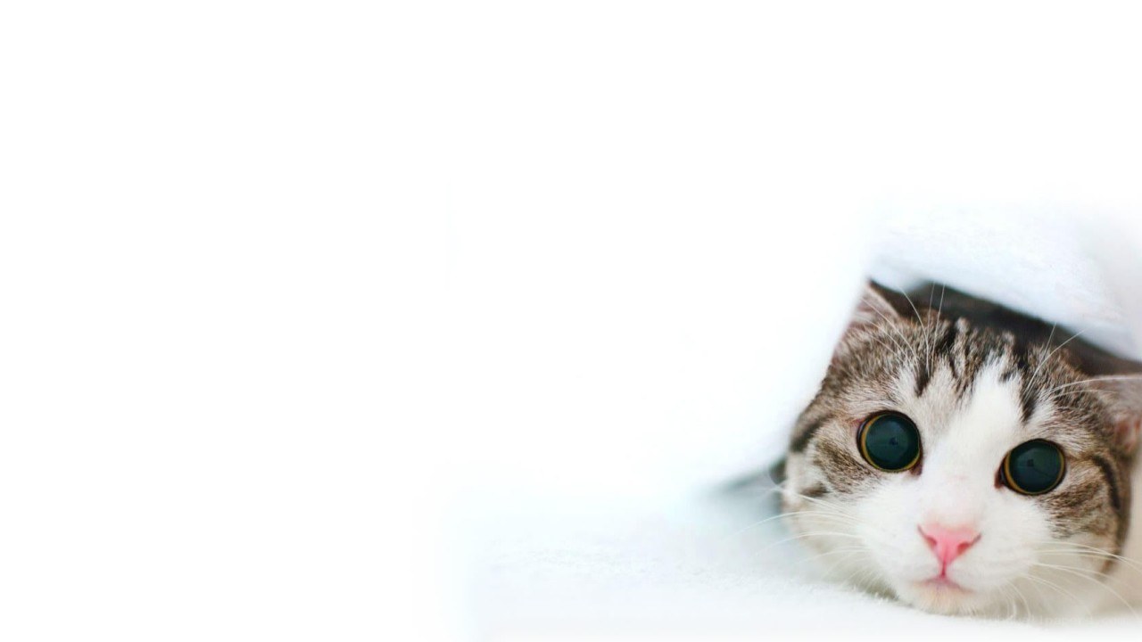 cat peeking from under blanket