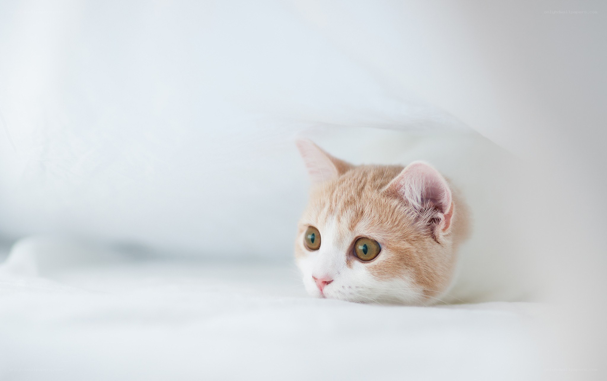 cat peeking from under blanket