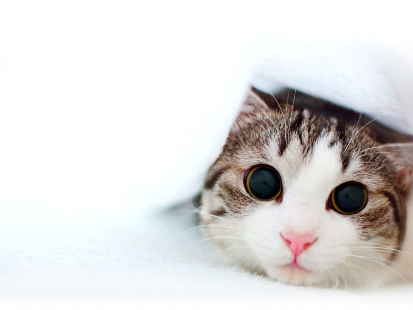 cat peeking from under blanket