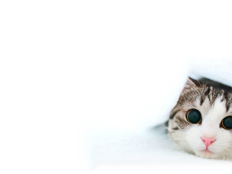 cat peeking from under blanket