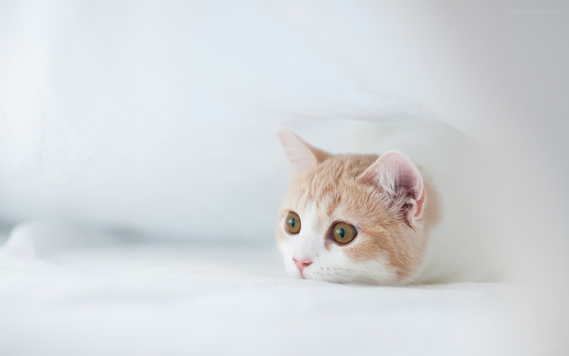 cat peeking from under blanket
