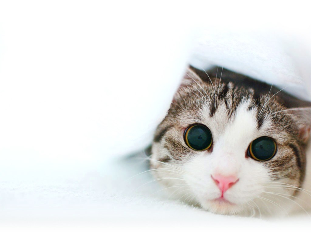 cat peeking from under blanket