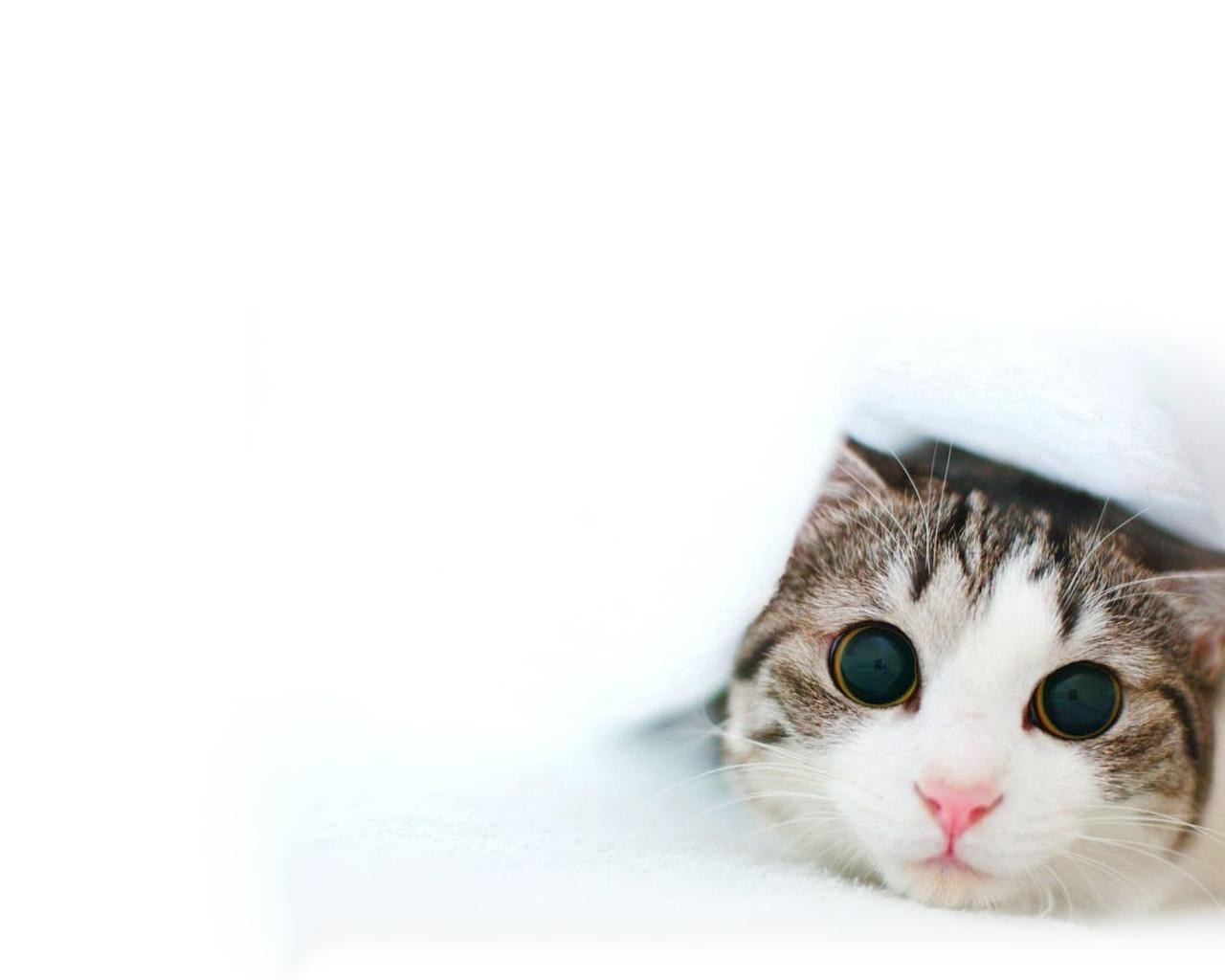 cat peeking from under blanket