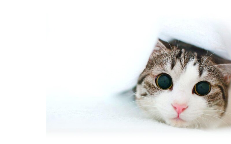 cat peeking from under blanket