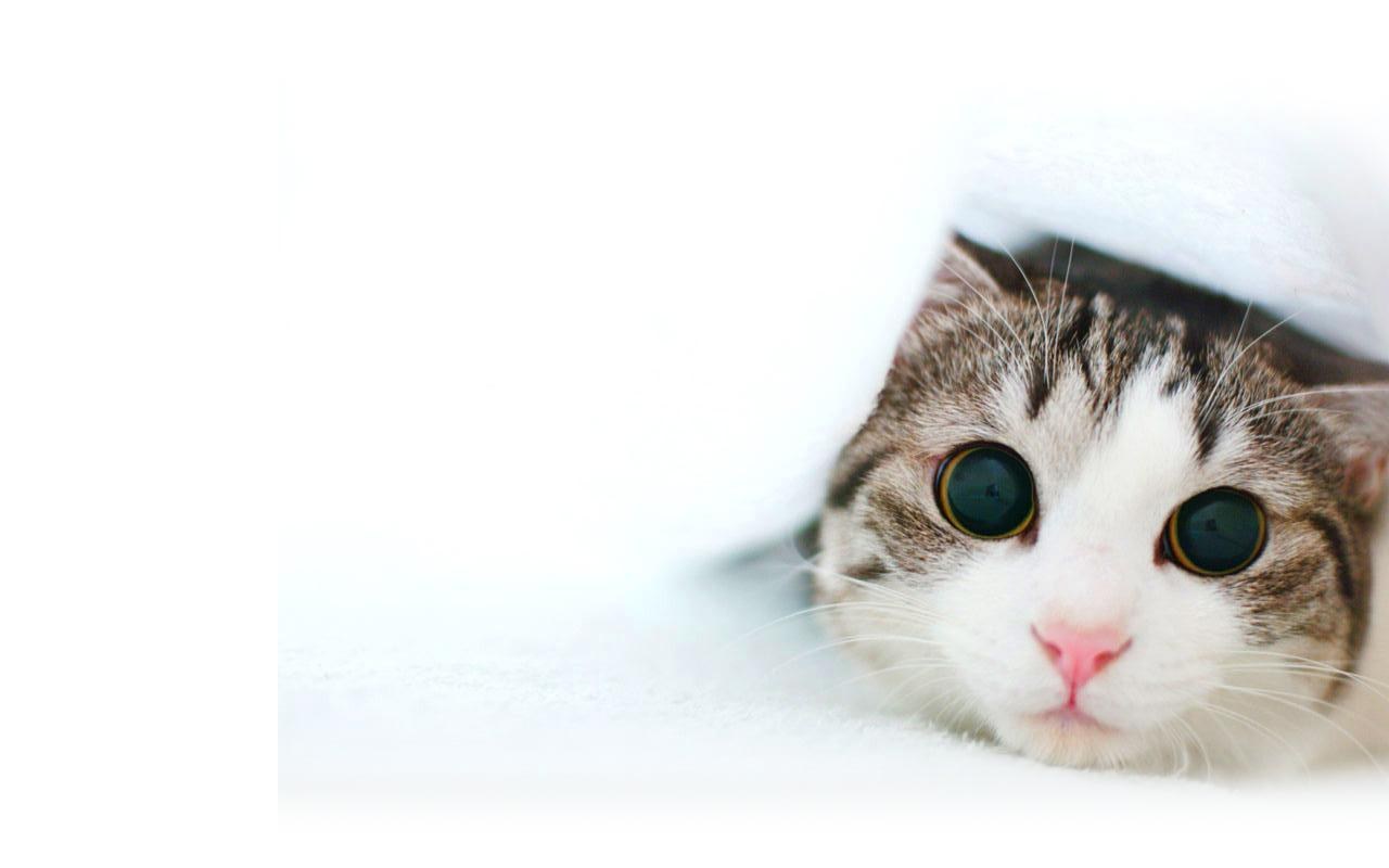 cat peeking from under blanket