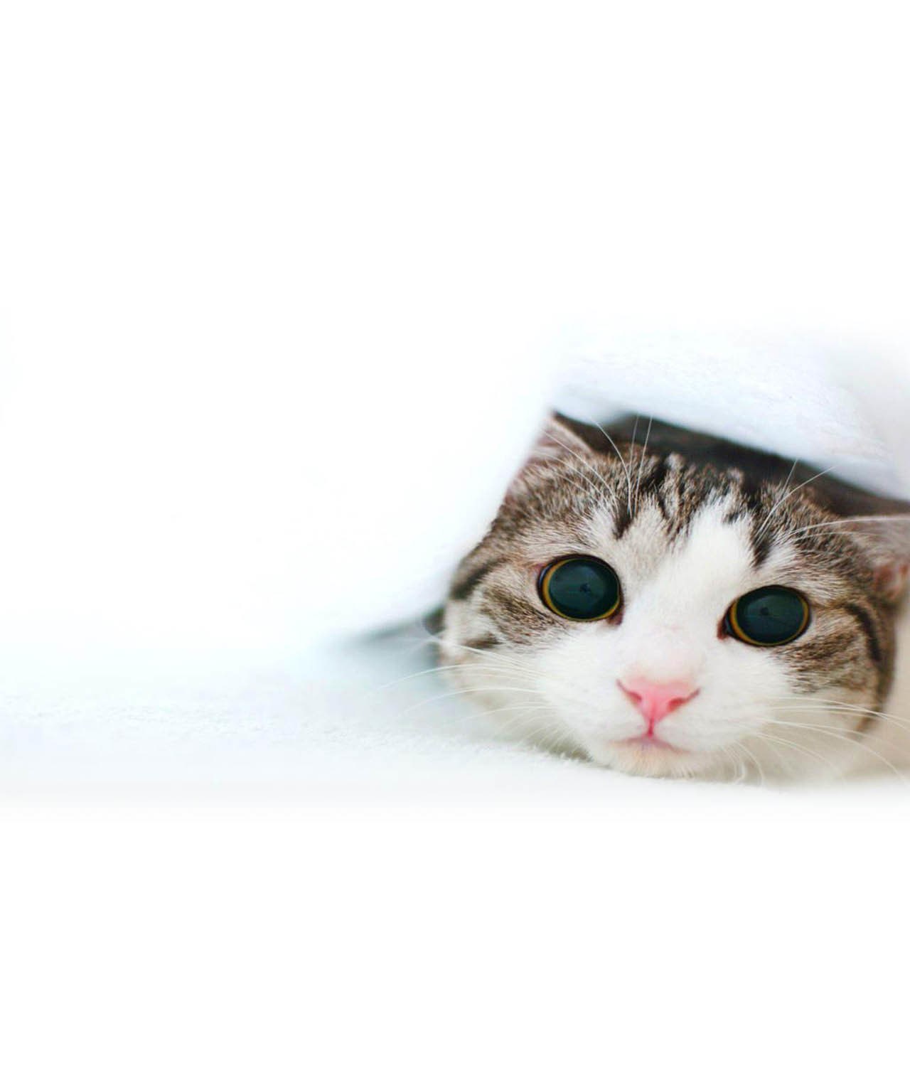 cat peeking from under blanket