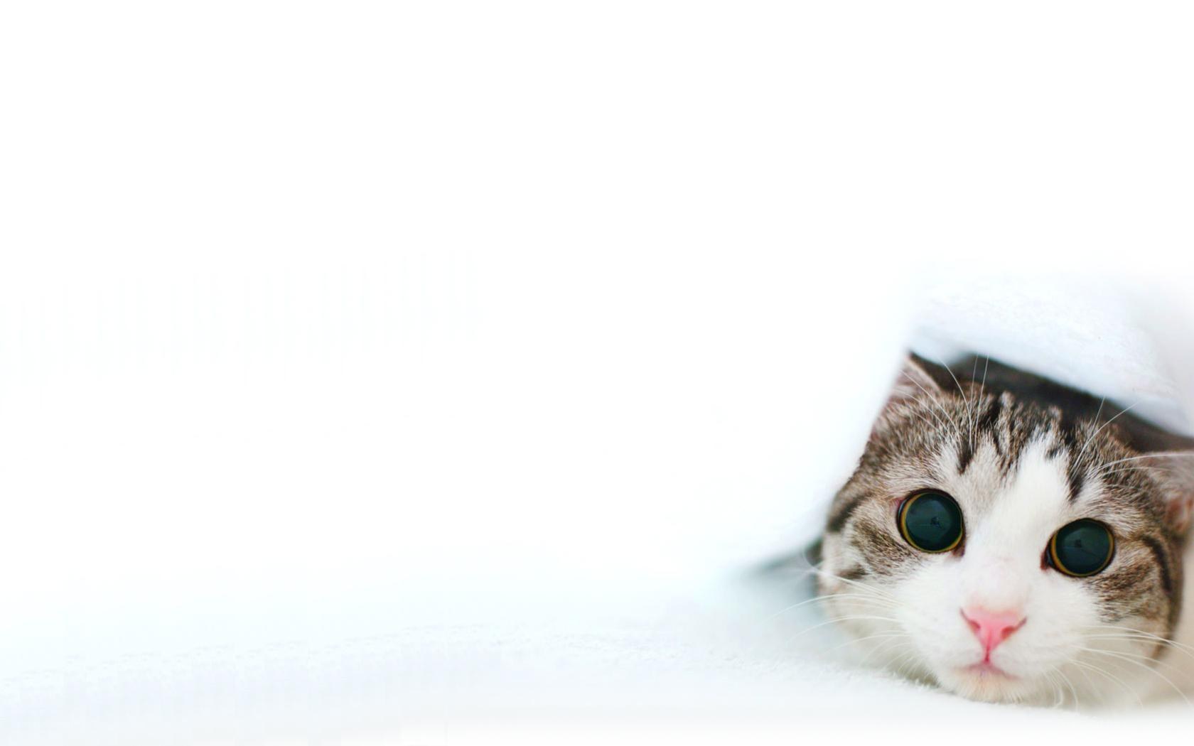 cat peeking from under blanket