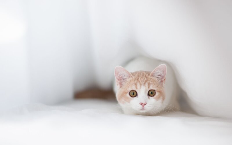cat peeking from under blanket