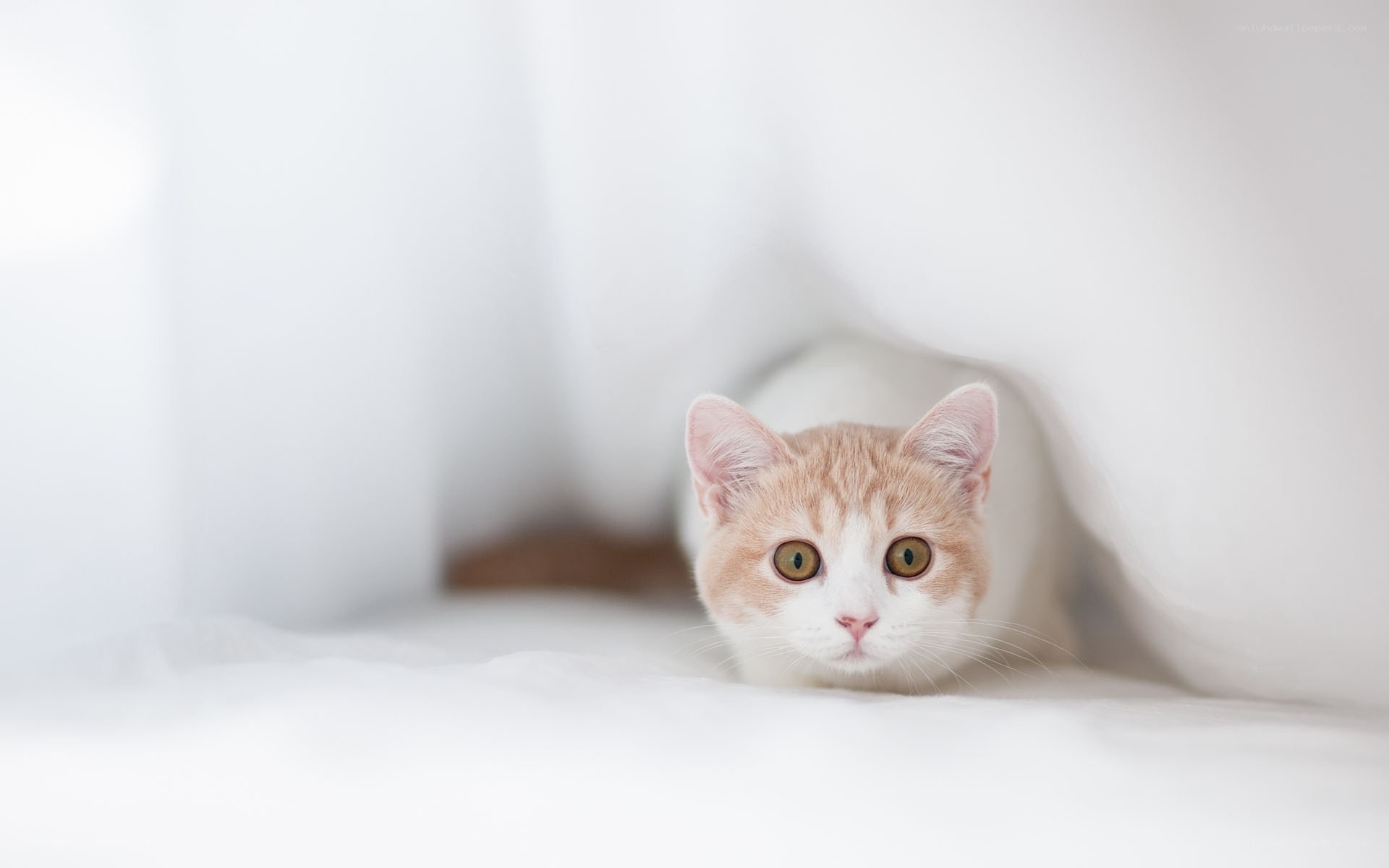 cat peeking from under blanket